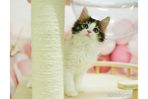 成約済の千葉県のノルウェージャンフォレストキャット-92861の4枚目