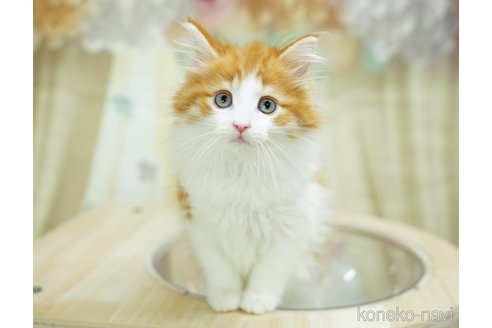 成約済の千葉県のノルウェージャンフォレストキャット-92862の3枚目