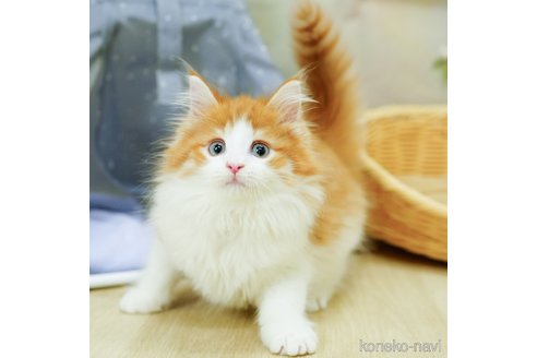 成約済の千葉県のノルウェージャンフォレストキャット-92862の4枚目