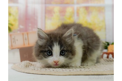 成約済の神奈川県のノルウェージャンフォレストキャット-92865の20枚目