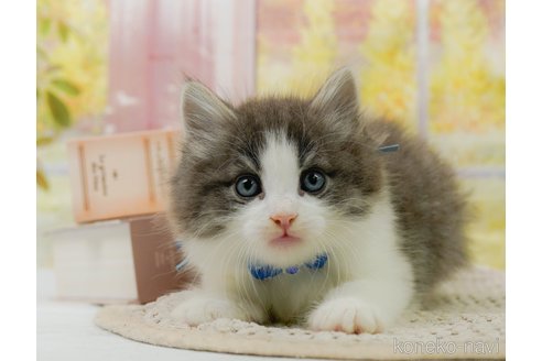 成約済の神奈川県のノルウェージャンフォレストキャット-92865の19枚目