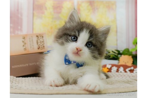 成約済の神奈川県のノルウェージャンフォレストキャット-92865の13枚目