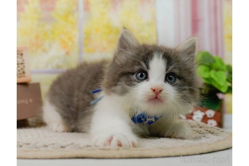 成約済の神奈川県のノルウェージャンフォレストキャット-92865の11枚目