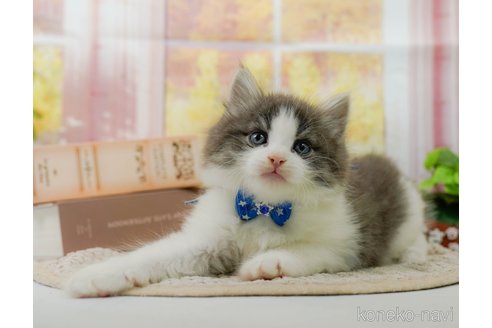 成約済の神奈川県のノルウェージャンフォレストキャット-92865の5枚目