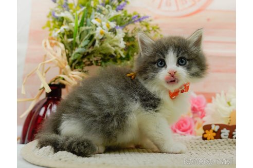 成約済の神奈川県のノルウェージャンフォレストキャット-92866の14枚目