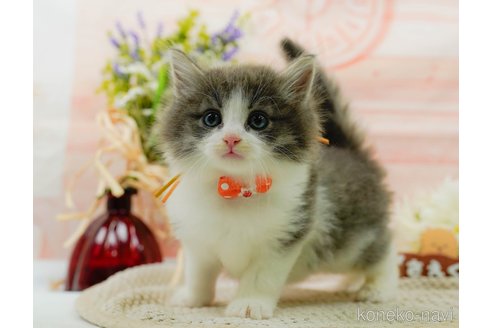 成約済の神奈川県のノルウェージャンフォレストキャット-92866の5枚目