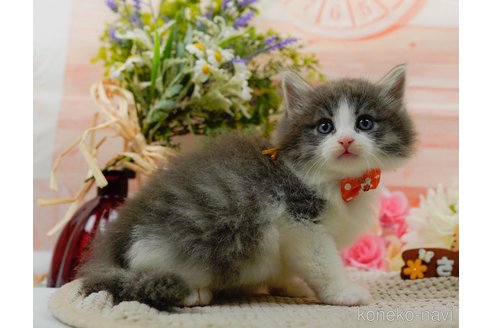 成約済の神奈川県のノルウェージャンフォレストキャット-92866の6枚目
