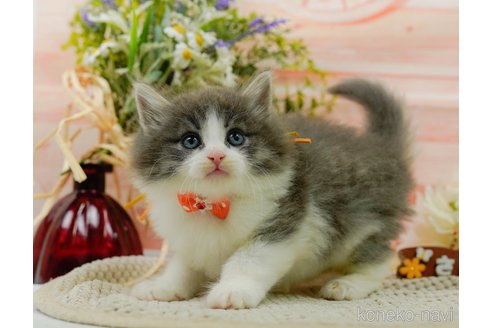 成約済の神奈川県のノルウェージャンフォレストキャット-92866の7枚目