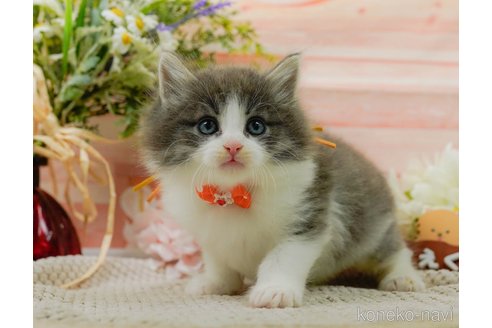 成約済の神奈川県のノルウェージャンフォレストキャット-92866の1枚目