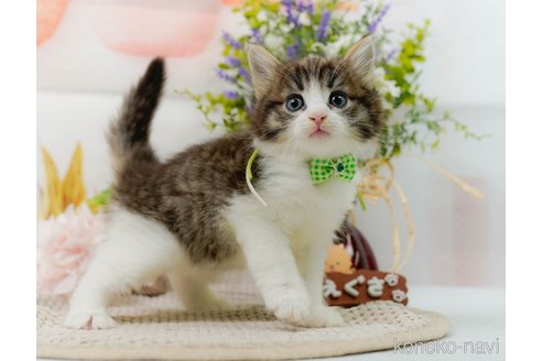 成約済の神奈川県のノルウェージャンフォレストキャット-92868の14枚目