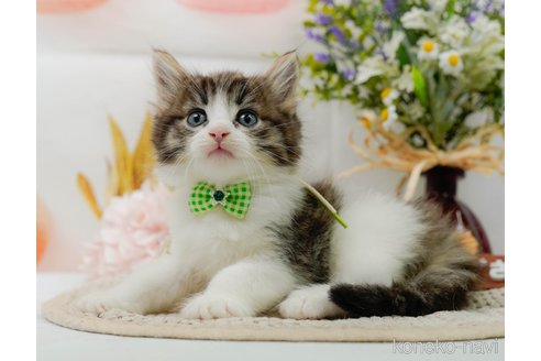 成約済の神奈川県のノルウェージャンフォレストキャット-92868の5枚目