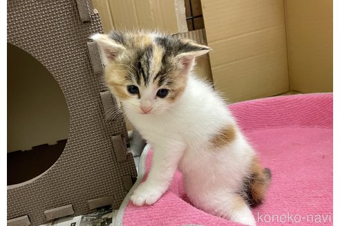 成約済の滋賀県のスコティッシュフォールド-88270の3枚目