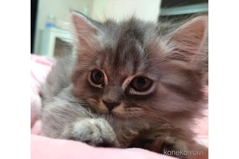 成約済の愛知県のミヌエット(短足)-92884の4枚目