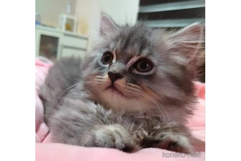 成約済の愛知県のミヌエット(短足)-92884の3枚目