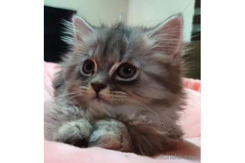 成約済の愛知県のミヌエット(短足)-92884の5枚目