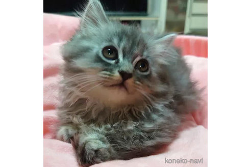 成約済の愛知県のミヌエット(短足)-92884の2枚目