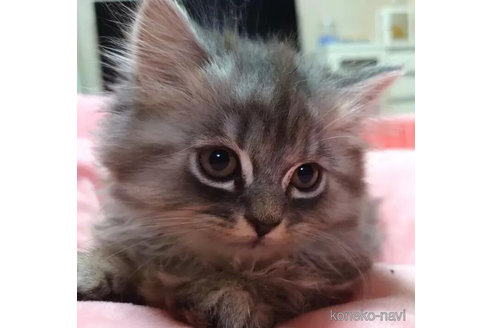 成約済の愛知県のミヌエット(短足)-92884の1枚目