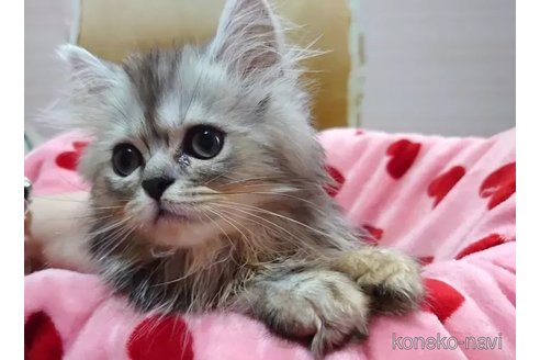 成約済の愛知県のペルシャ(チンチラ)-92885の2枚目