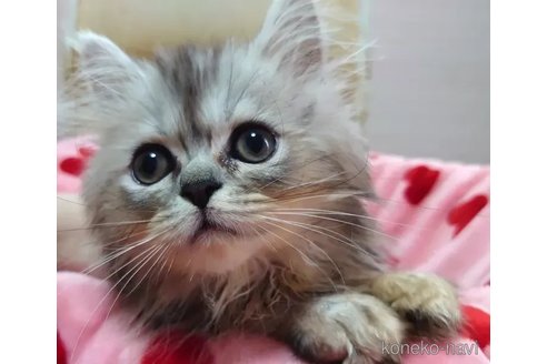 成約済の愛知県のペルシャ(チンチラ)-92885の3枚目