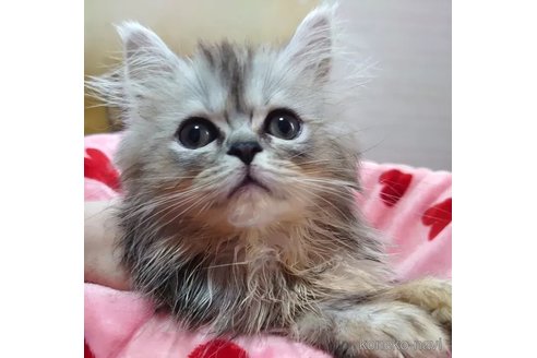成約済の愛知県のペルシャ(チンチラ)-92885の4枚目