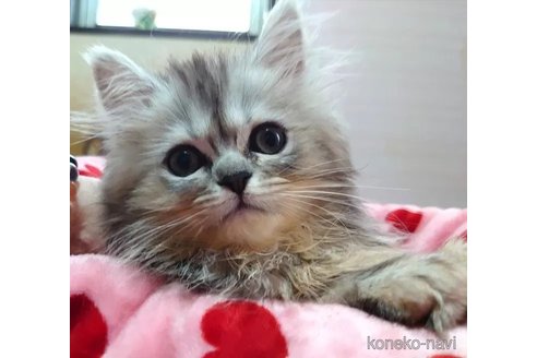 成約済の愛知県のペルシャ(チンチラ)-92885の5枚目