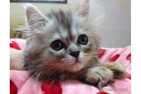 商談中の愛知県のペルシャ(チンチラ)-92885