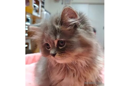 成約済の愛知県のミヌエット-92886の5枚目