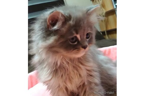 成約済の愛知県のミヌエット-92886の2枚目