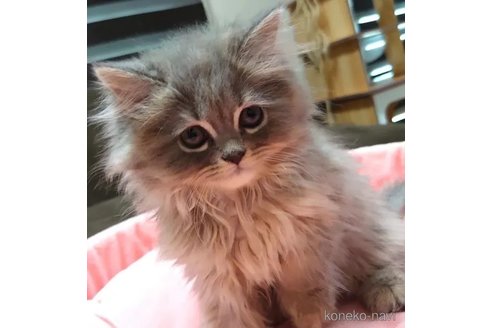 成約済の愛知県のミヌエット-92886の3枚目