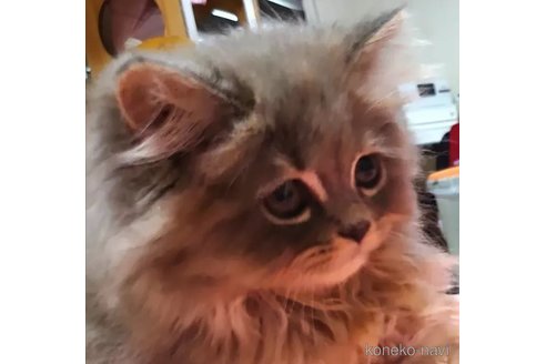 成約済の愛知県のミヌエット-92886の1枚目