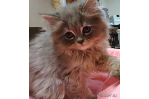 成約済の愛知県のミヌエット-92886の4枚目