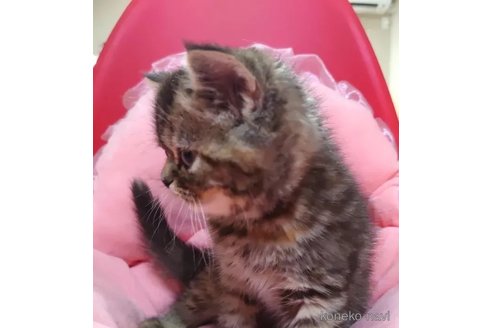 成約済の愛知県のエキゾチックショートヘア-92887の4枚目