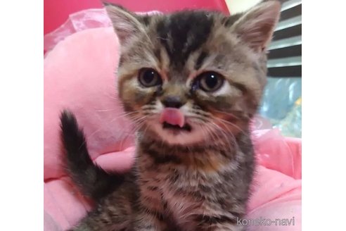 成約済の愛知県のエキゾチックショートヘア-92887の5枚目