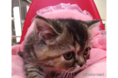 成約済の愛知県のエキゾチックショートヘア-92887の2枚目