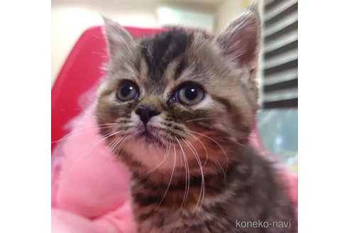 成約済の愛知県のエキゾチックショートヘア-92887の1枚目