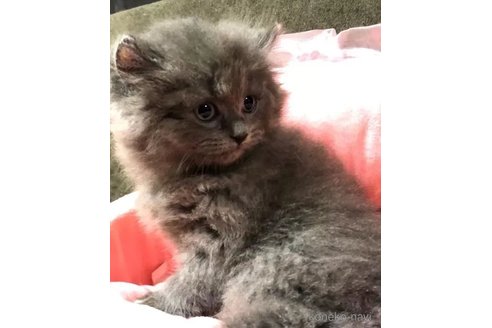 成約済の愛知県のミヌエット-92888の3枚目