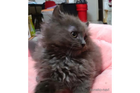 成約済の愛知県のミヌエット-92888の4枚目