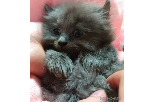 成約済の愛知県のミヌエット-92888の5枚目