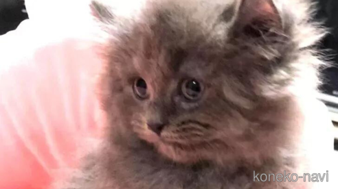 成約済の愛知県のミヌエット-92888の1枚目