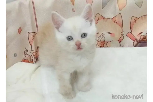 成約済の大阪府のマンチカン-92904の2枚目