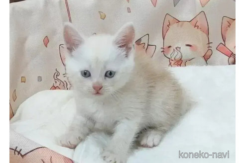 成約済の大阪府のマンチカン-92904の3枚目