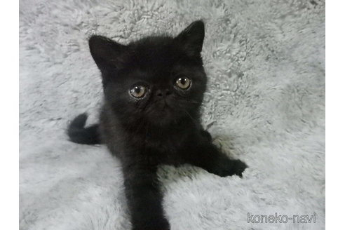成約済の神奈川県のエキゾチックショートヘア-91442の4枚目