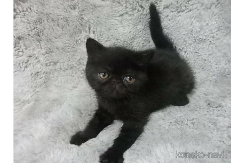 成約済の神奈川県のエキゾチックショートヘア-91442の3枚目