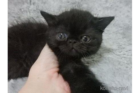成約済の神奈川県のエキゾチックショートヘア-91445の3枚目