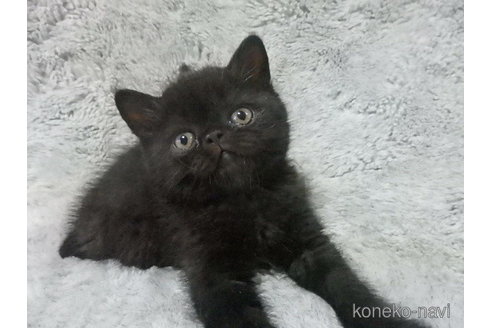 成約済の神奈川県のエキゾチックショートヘア-91445の2枚目