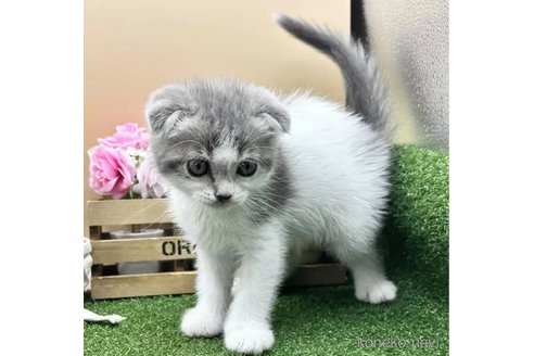 成約済の兵庫県のスコティッシュフォールド(折れ耳)-92035の2枚目