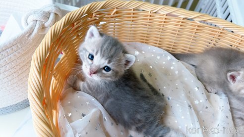 成約済の群馬県のキンカロー-92734の5枚目