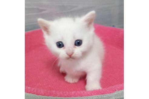 成約済の福岡県のマンチカン(短足)-92416の4枚目