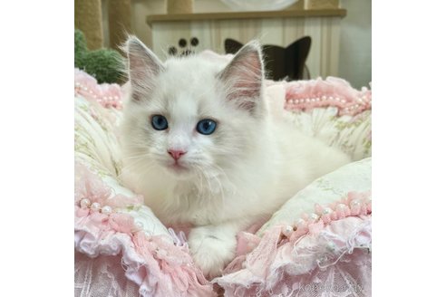 成約済の埼玉県のラグドール-92948の4枚目
