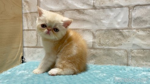成約済の愛知県のエキゾチックショートヘア-92436の3枚目